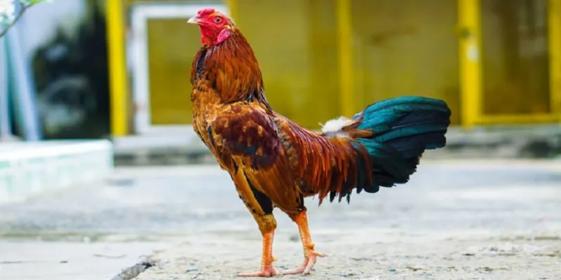 Chiến thuật đá gà cựa sắt bất bại