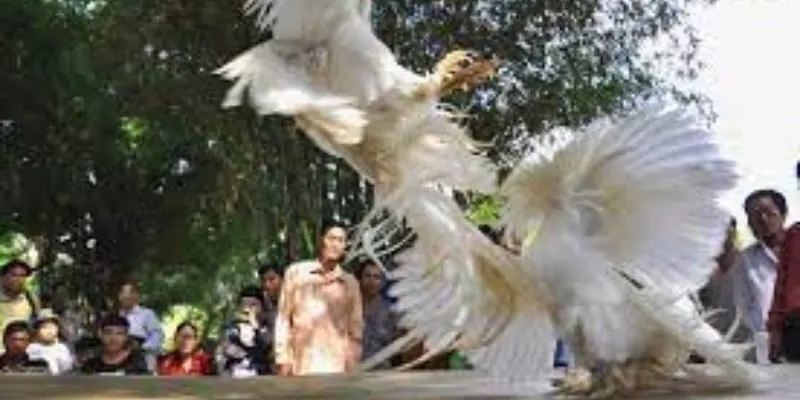 Những thể loại cược đá gà