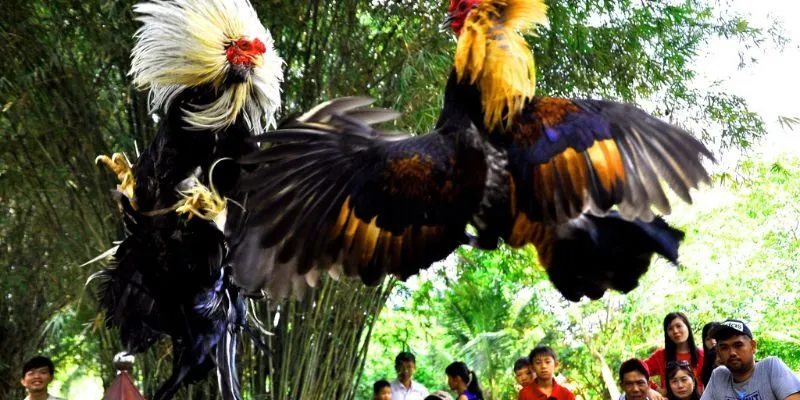 Thông tin cơ bản về cược đá gà J88