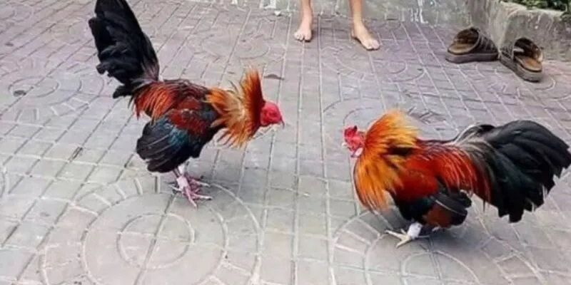 Yếu tố giúp thắng đá gà